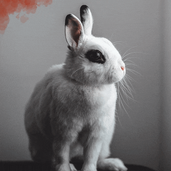 January Instagram Calendar - Bunny GIF